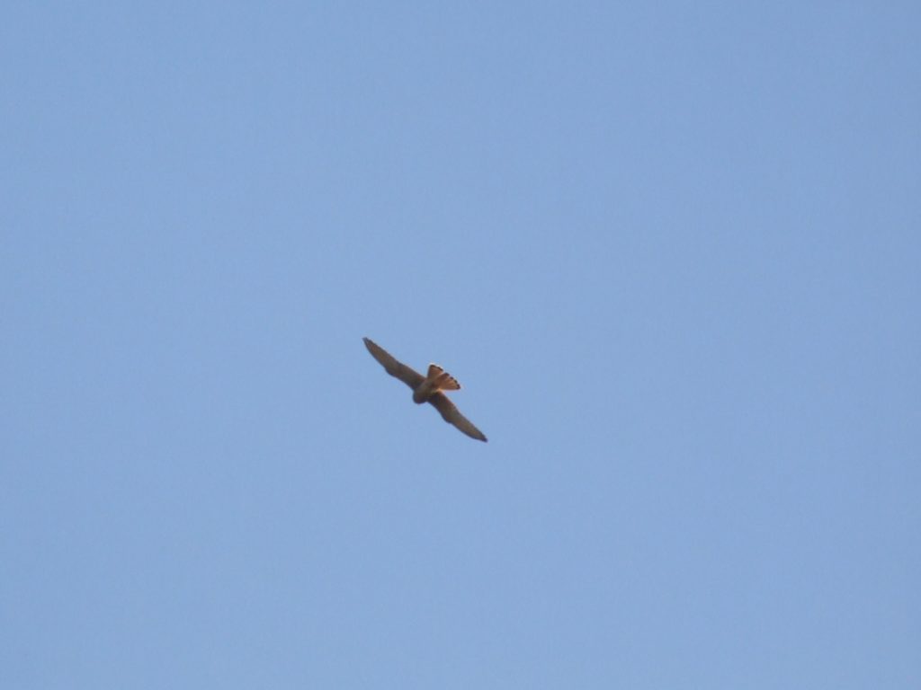 Cernícalo común (Falco  tinnunculus)