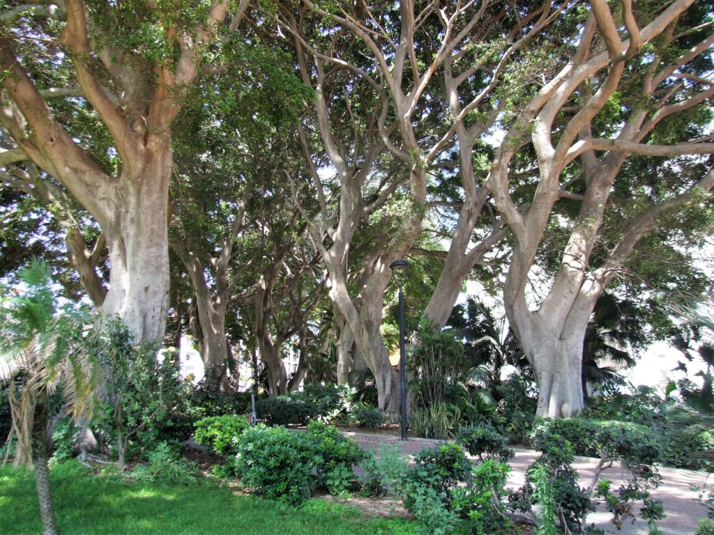 Laureles de India (Ficus microcarpa) de los jardines de la República Argentina